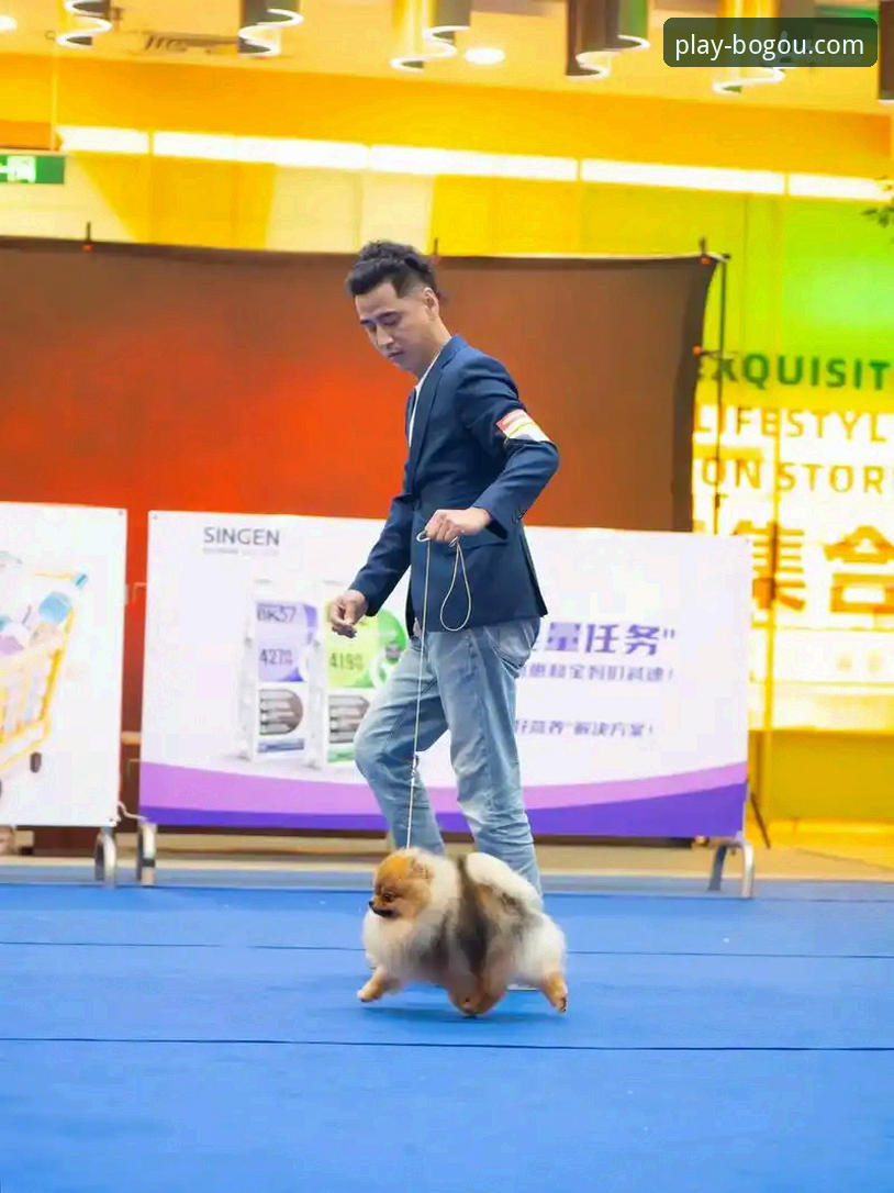 为什么博狗入驻最新版能成为体育竞猜玩家的首选？