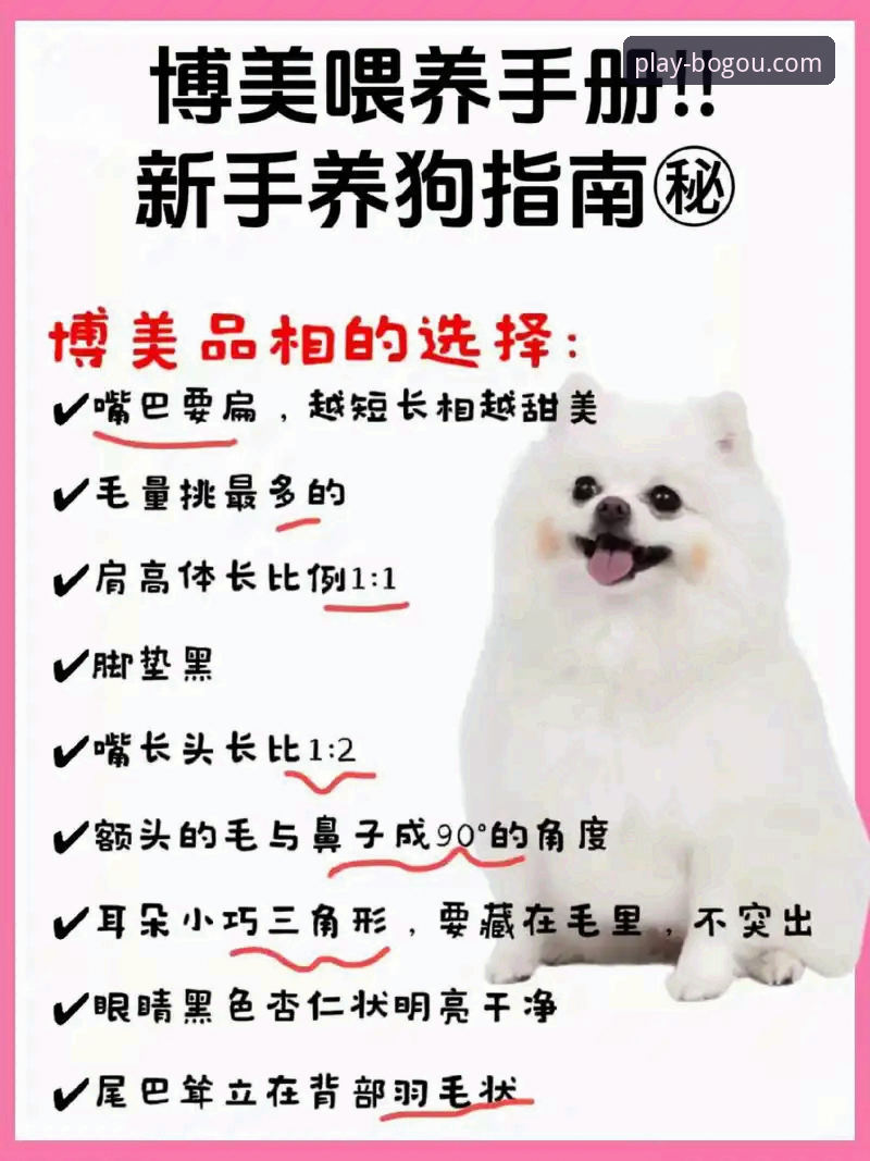 新手必看！5个关键点帮你判断博狗品牌可靠吗