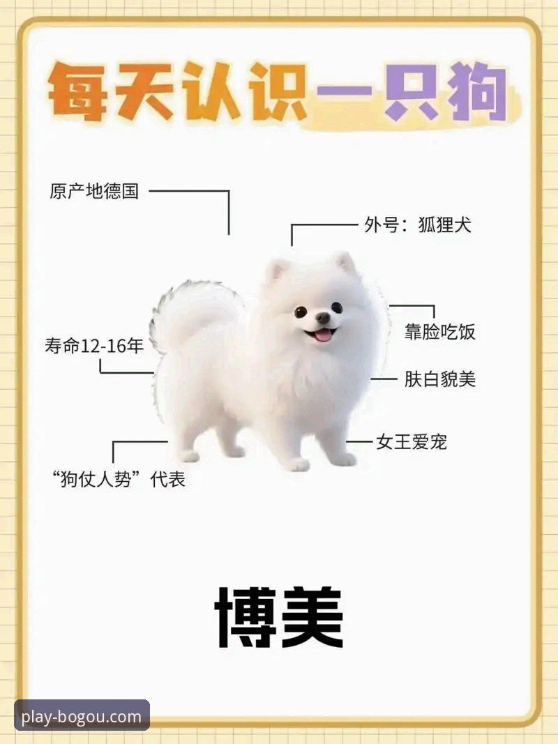 揭秘最新博狗品牌可靠吗？从新手到老玩家的真实体验全记录
