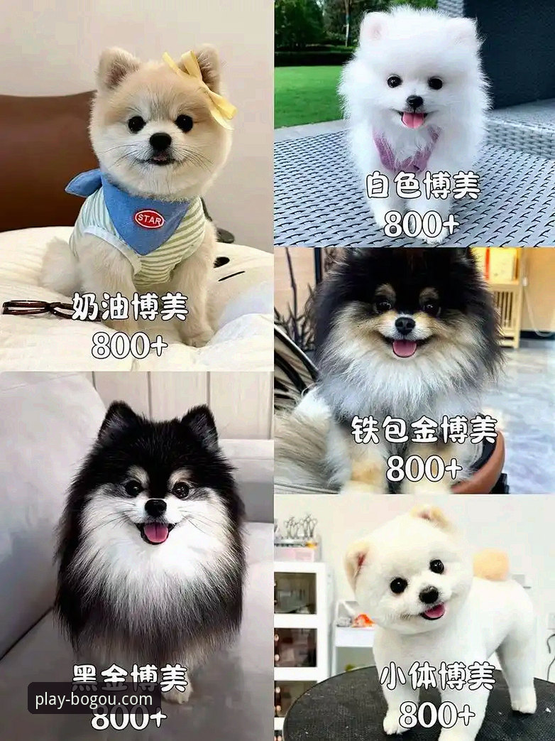 博狗2026最新版本深度评测：实战派带你摸清老牌平台的底牌